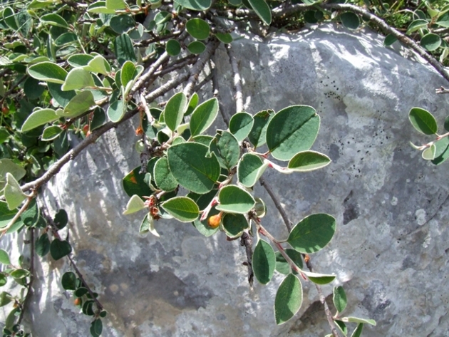 forse un alberello - Cotoneaster cfr. integerrimus